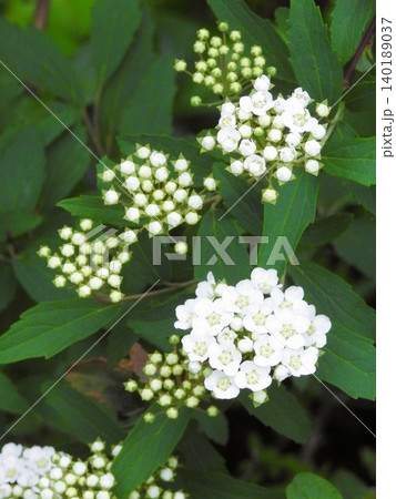 咲きはじめの白いコデマリの花 咲きはじめの白いコデマリの花 140189037