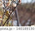 梅の花の蜜を吸うメジロ 140189130