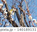 梅の花の蜜を吸うメジロ 140189131