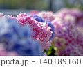 あじさい 140189160