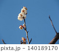 青空に映える梅の花 140189170