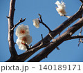青空に映える梅の花 140189171