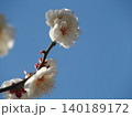 青空に映える梅の花 140189172