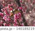 梅の花の蜜を吸うメジロ 140189219