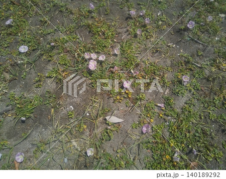 稲毛海岸の浜昼顔のピンク色の花 140189292