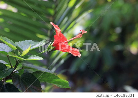 一輪のハイビスカスの花 一輪のハイビスカスの花 140189331