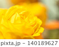 黄色い美しいバラ 140189627