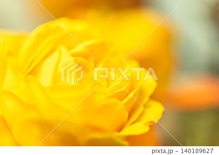 黄色い美しいバラ 黄色い美しいバラ 140189627