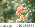 ピンク色の美しいバラ 140189628