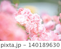 ピンク色の美しいバラ 140189630