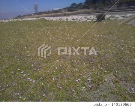 稲毛海岸の浜昼顔のピンク色の花 稲毛海岸の浜昼顔のピンク色の花 140189669