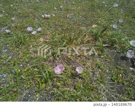 稲毛海岸の浜昼顔のピンク色の花 140189670