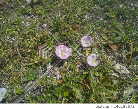 稲毛海岸の浜昼顔のピンク色の花 稲毛海岸の浜昼顔のピンク色の花 140189672