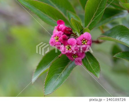 エスカロニアの濃ピンクの花 エスカロニアの濃ピンクの花 140189726
