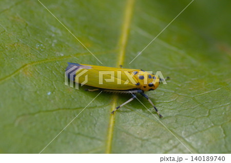 バナナ虫 バナナ虫 140189740