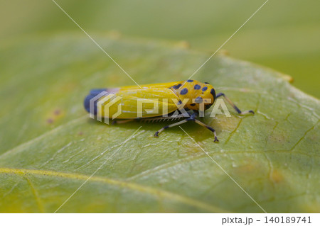 バナナ虫 バナナ虫 140189741