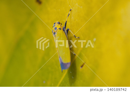 バナナ虫 バナナ虫 140189742