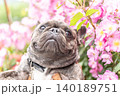 散歩するフレンチブルドッグ 140189751