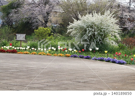春の公園に咲くチューリップやパンジーにユキヤナギや桜の花の様子 140189850