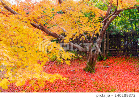 京都 宝厳院の紅葉 京都 宝厳院の紅葉 140189872