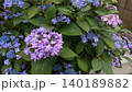 あじさい 140189882