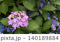 あじさい 140189884