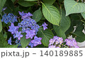 あじさい 140189885
