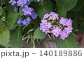 あじさい 140189886