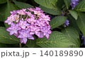 あじさい 140189890