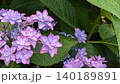 あじさい 140189891