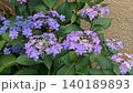 あじさい 140189893