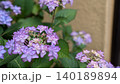 あじさい 140189894