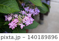 あじさい 140189896