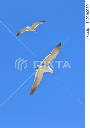 初夏の爽快な海と飛行する野鳥|港町・八戸の蕪島神社周辺で見られるウミネコの群れ 旅情 初夏の爽快な海と飛行する野鳥|港町・八戸の蕪島神社周辺で見られるウミネコの群れ 旅情 140190030