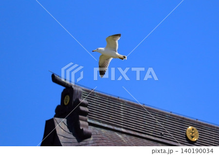 初夏の爽快な海と飛行する野鳥|港町・八戸の蕪島神社周辺で見られるウミネコの群れ 旅情 初夏の爽快な海と飛行する野鳥|港町・八戸の蕪島神社周辺で見られるウミネコの群れ 旅情 140190034