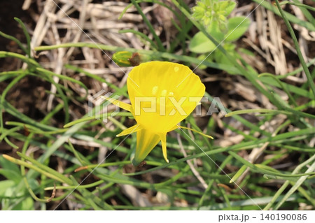春の公園に咲く黄色い原種スイセンのバルボコディウムの花 春の公園に咲く黄色い原種スイセンのバルボコディウムの花 140190086