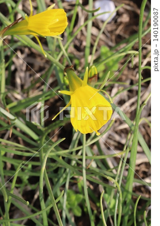春の公園に咲く黄色い原種スイセンのバルボコディウムの花 春の公園に咲く黄色い原種スイセンのバルボコディウムの花 140190087