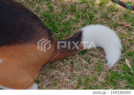 ビーグル犬の尻尾 140190090