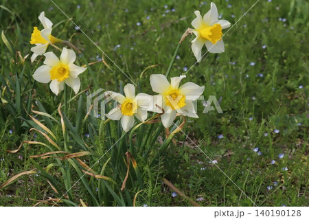 春の庭に咲く白い花びらに黄色い副花冠のラッパズイセンの花 春の庭に咲く白い花びらに黄色い副花冠のラッパズイセンの花 140190128