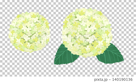 白色繡球花簇和葉片的插圖 白色繡球花簇和葉片的插圖 140190136
