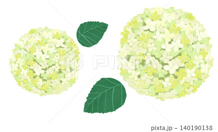 白い紫陽花の花と葉のイラスト素材 白い紫陽花の花と葉のイラスト素材 140190138