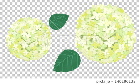白い紫陽花の花と葉のイラスト素材 白い紫陽花の花と葉のイラスト素材 140190138