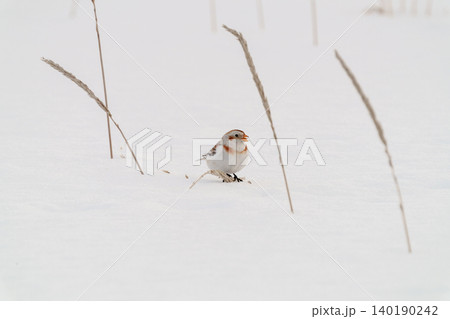 ユキホオジロ 北海道の冬の野鳥 140190242