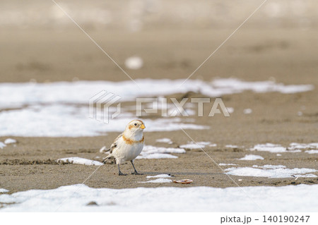 ユキホオジロ 北海道の冬の野鳥 ユキホオジロ 北海道の冬の野鳥 140190247