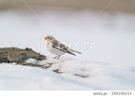 ユキホオジロ 北海道の冬の野鳥 ユキホオジロ 北海道の冬の野鳥 140190251