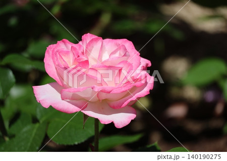ピンクの花びらのニコールというバラの花のアップの風景 140190275