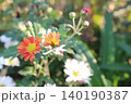 赤い花　秋 140190387