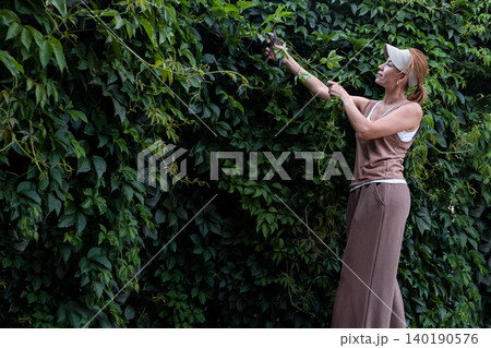 middle-aged woman is pruning a lush vertical green wall of Parthenocissus (Virginia creeper) using hand secateurs. The scene takes place outdoors in summer, with soft natural light and generous copy middle-aged woman is pruning a lush vertical green wall of Parthenocissus (Virginia creeper) using hand secateurs. The scene takes place outdoors in summer, with soft natural light and generous copy 140190576