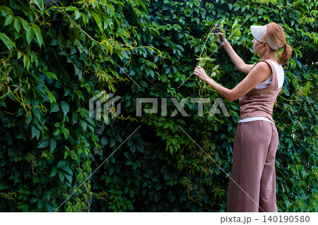 A middle-aged woman is pruning a lush vertical green wall of Parthenocissus (Virginia creeper) using hand secateurs. The scene takes place outdoors in summer, with soft natural light and generous copy A middle-aged woman is pruning a lush vertical green wall of Parthenocissus (Virginia creeper) using hand secateurs. The scene takes place outdoors in summer, with soft natural light and generous copy 140190580