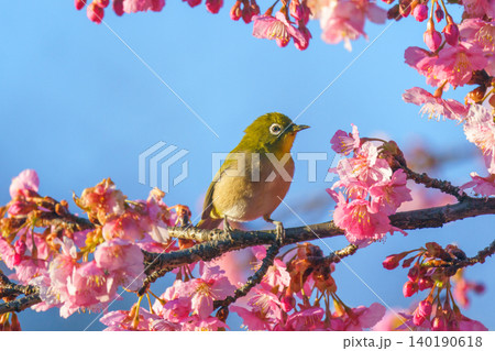 河津桜にとまるメジロ 春を感じるサクジロー  140190618